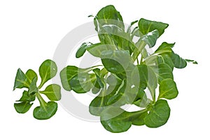 Fresh corn salad or lamb's lettuce