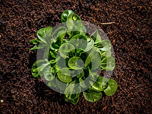 Fresh corn salad or lambs lettuce with nice water drops