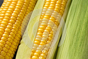 Fresh corn vegetable