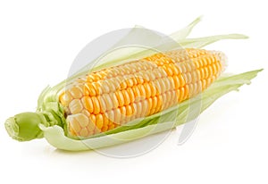 Fresh corn vegetable with green leaves