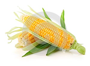 Fresh corn vegetable with green leaves photo