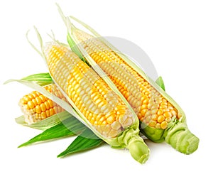 Fresh corn vegetable with green leaves