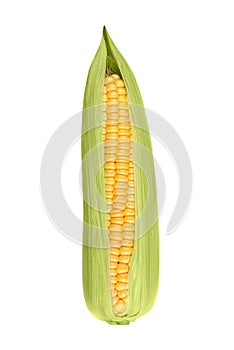 Fresh corn on a white background closeup
