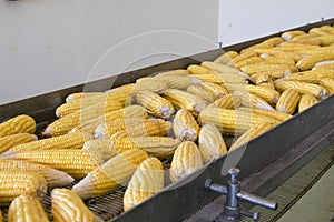 Fresh corns on transmission belt in factory