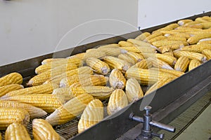 Fresh corns on transmission belt in factory photo