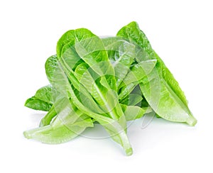 Fresh Cos Lettuce photo