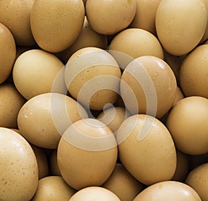 Fresh country eggs photo