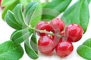 Fresh cowberry