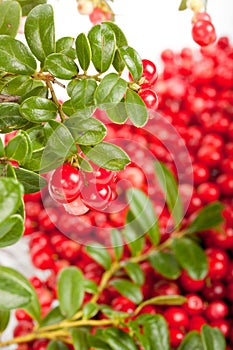 Fresh cowberry with green leaves