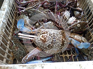 fresh crab caught from the sea