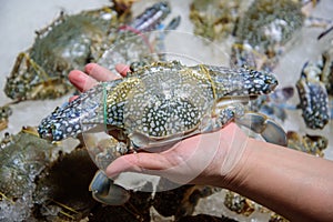 Fresh crab in the hands of people in the fresh market