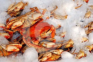 Fresh Crab on Ice