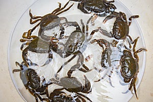 Fresh crab rock, wild freshwater crab on water, forest crab or stone crab river