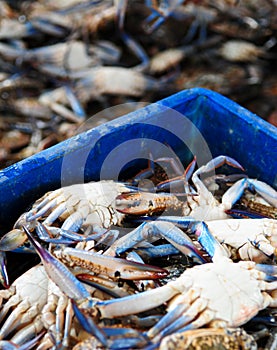 Fresh Crabs