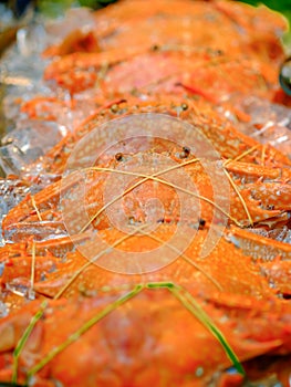 Fresh crabs are arranged in rows