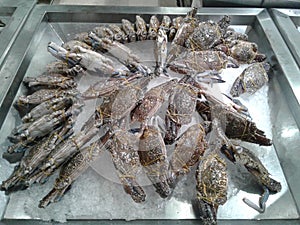 Fresh crabs on dispaly for sale during in market. seafood.