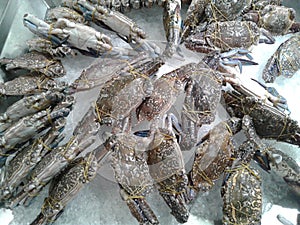 Fresh crabs on dispaly for sale during in market. seafood.