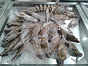 Fresh crabs on dispaly for sale during in market. seafood. photo