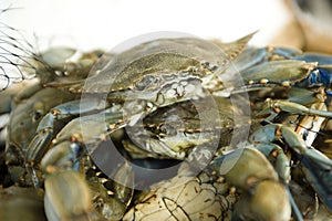 Fresh crabs at a fish market photo