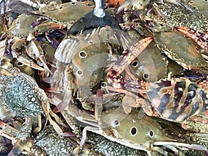 Fresh crabs in fish market