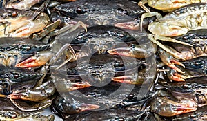 Fresh Crabs at Food Market