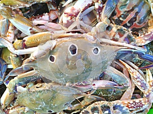 Fresh crabs in an Indian fish market,Testy sea food