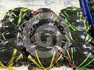 Fresh crabs in plastic bowl on counter in seafood store, Thailand.