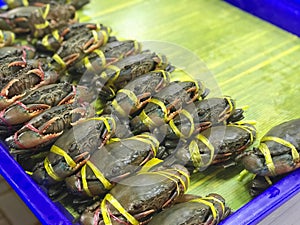 Fresh crabs in plastic bowl on counter in seafood store, Thailand.