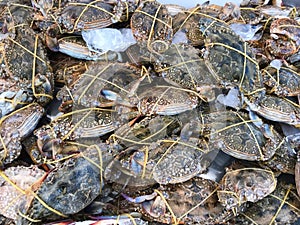 Fresh crabs in plastic bowl on counter in seafood store, Thailand.