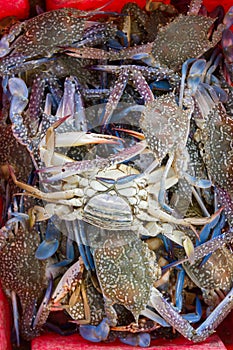 fresh crabs in a red basket for buy