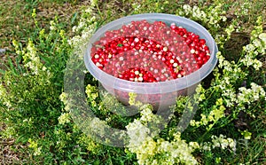 Fresh cranberries