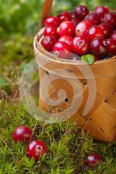 Fresh cranberries in a basket
