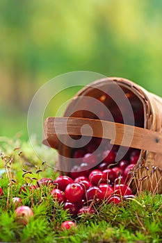 Fresh cranberries in a basket