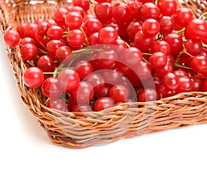Fresh cranberries in basket