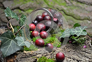 Fresh cranberries fruits juice bio organic photo