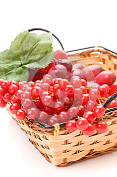 Fresh cranberries and grapes i