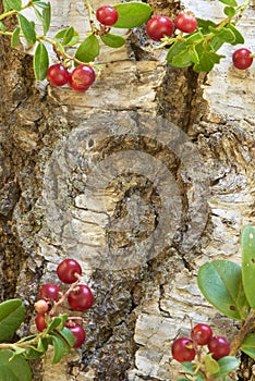 Fresh cranberry on wooden background