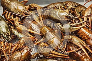 Fresh crawfish background, crayfish seafood lunch, gourmet dish