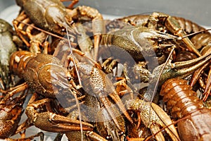Fresh crawfish background, crayfish seafood lunch, gourmet dish