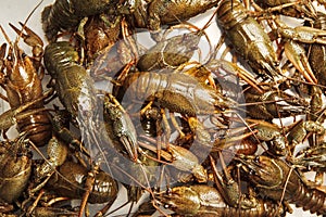 Fresh crawfish background, crayfish seafood lunch, gourmet dish