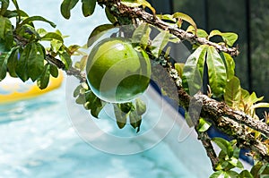 Fresh Crescentia cujete on Calabash Tree