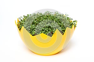 Fresh Cress