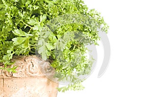 Fresh cress herb in a pot over white