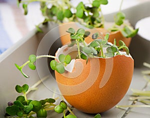 Fresh Cress salad in eggshell.