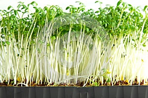 Fresh Cressalate, microgreens, seedlings close up. Healthy eating