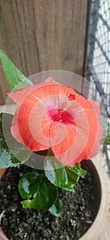 Fresh Crimson Hibiscus Flower in Pot