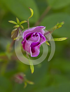 Fresh crimson rose on blurred background of green