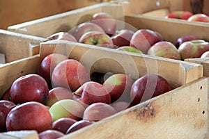 Fresh crisp apples in wood crates at local market