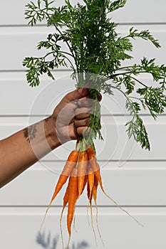 Fresh crop of carrots with tops in the hands of a girl