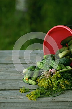 Fresh crop of cucumbers